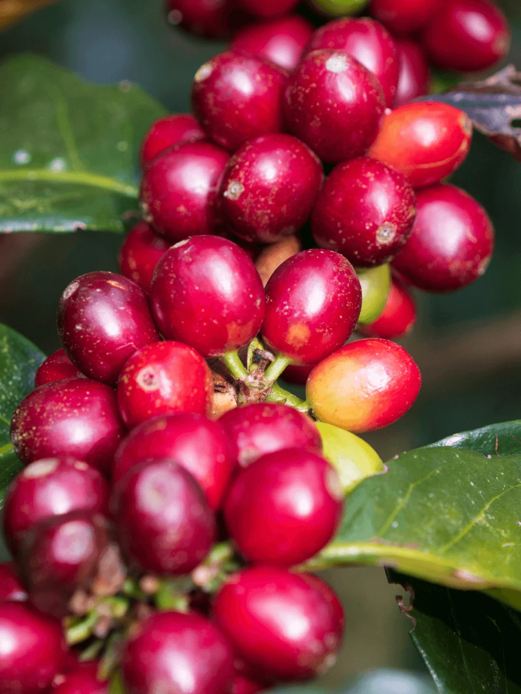 Red Coffee bean branch LR.png
