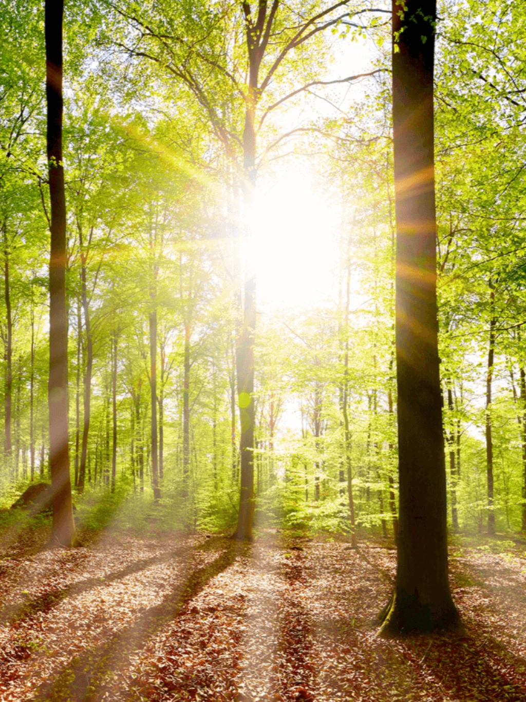 Forest LR_.png