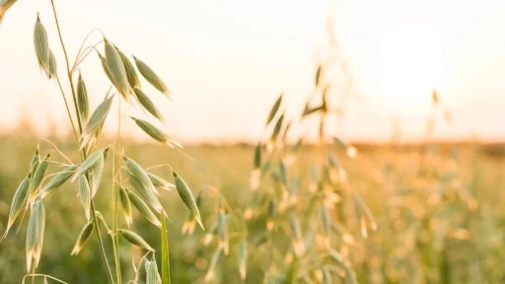 Oat field LR.jpeg