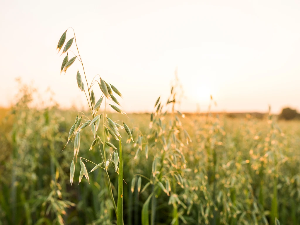 Oat field LR.jpg