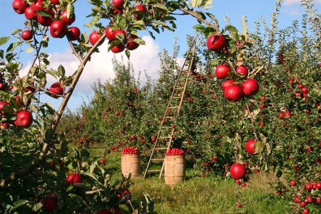apples-1873078_640.jpg