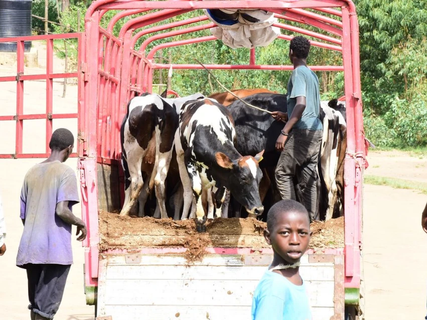 Rwanda - cow distribution.png